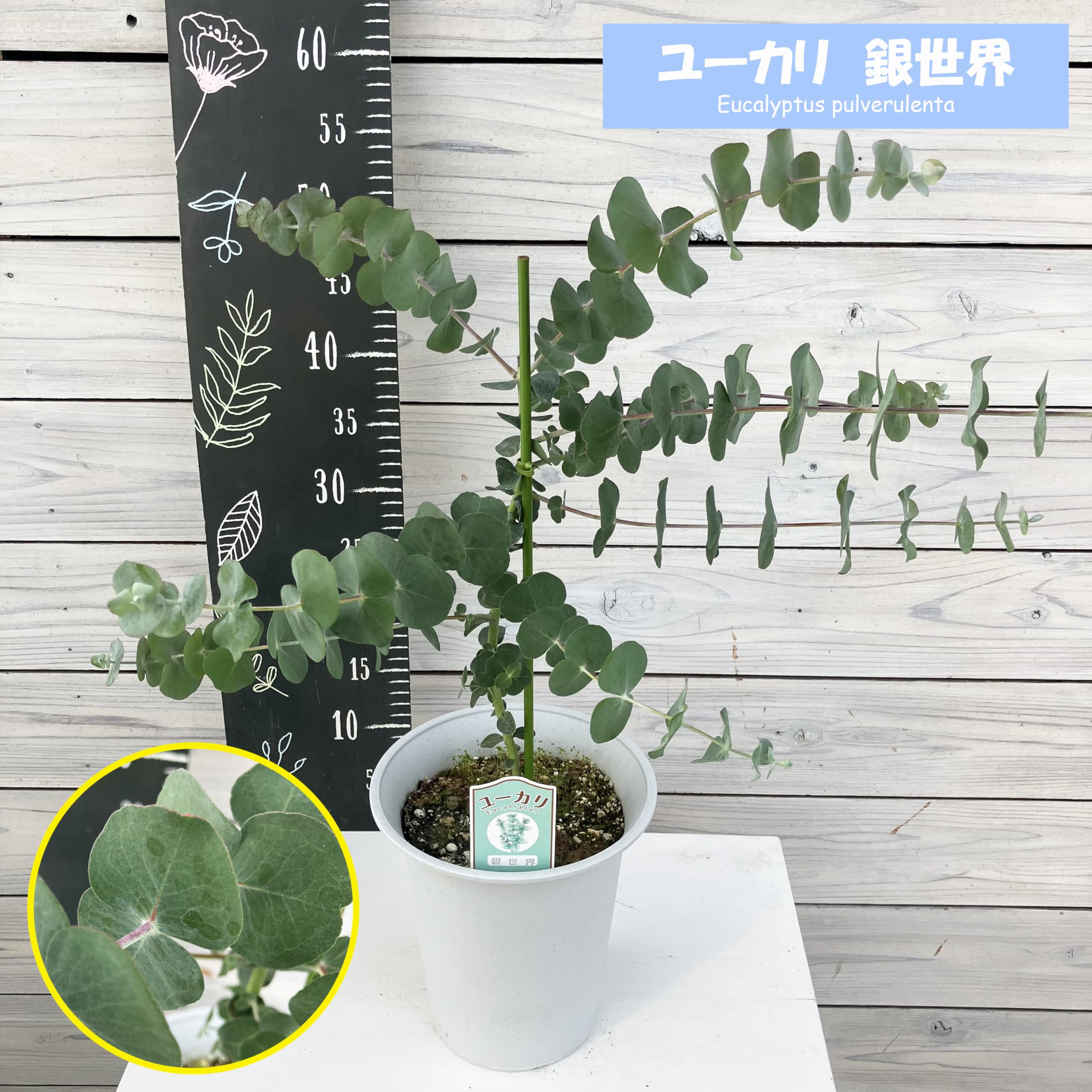 現品、ユーカリの大苗※銀世界　花付きなのでレアです！　少しお値引き出来ます 現品、ユーカリの大苗※銀世界 花付きなのでレアです！ 少しお